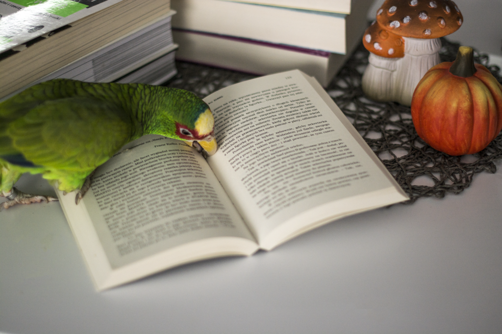 Twarzą ku ziemi Macieja Parowskiego - książka lezy otwarta na blacie w otoczeniu książek i ozdób, po lewej żywa zielona papuga - ilustracja do recenzji fantastyki socjologicznej